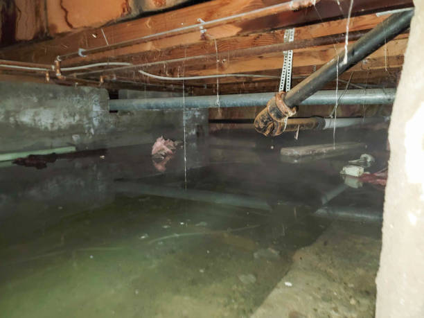 Best Flood damage cleanup  in Wyboo, SC